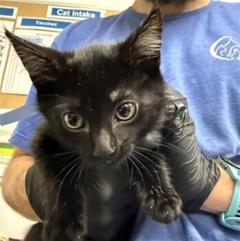 A882618 -  Domestic Short Hair Cat for Adoption in Camarillo, California - A882618 | PetCurious