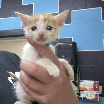 Donnie -  Domestic Short Hair Cat for Adoption in Ardmore, Oklahoma - Donnie | PetCurious