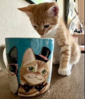 Peanut Pie -  Tabby and Domestic Short Hair Cat for Adoption in Chandler, Arizona - Peanut Pie | PetCurious