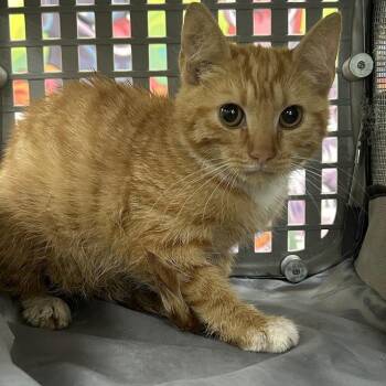 SVAS-Stray-39262 -  Domestic Short Hair Cat for Adoption in Lyndhurst, Virginia - SVAS-Stray-39262 | PetCurious