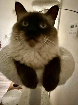 Sophie and Ceasar -  Siamese and Ragdoll Cat for Adoption in Mission Viejo, California - Sophie And Ceasar | PetCurious