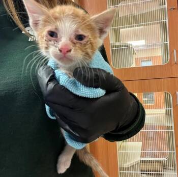 Domestic Short Hair Cats Available for Adoption in Thousand Palms, California - A1915368 | PetCurious