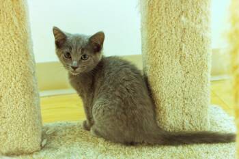 Demi -  Russian Blue and Domestic Short Hair Cat for Adoption in Urbana, Ohio - Demi | PetCurious