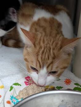Coco -  Domestic Short Hair Cat for Adoption in Montreal, Quebec - Coco | PetCurious
