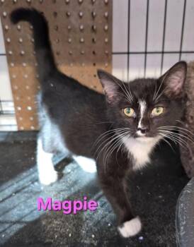 Rescue Domestic Short Hair Cats for Adoption in Buena Vista, Virginia - Magpie | PetCurious
