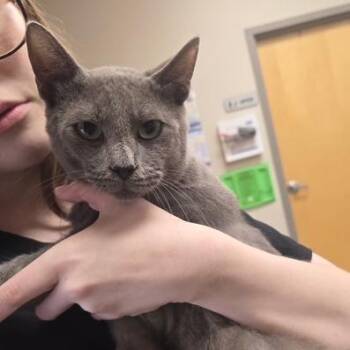 Stucco - 081906U -  Domestic Short Hair Cat for Adoption in Tupelo, Mississippi - Stucco - 081906U | PetCurious
