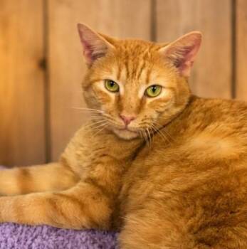 Turk -  Tabby and Domestic Short Hair Cat for Adoption in Greensburg, Pennsylvania - Turk | PetCurious