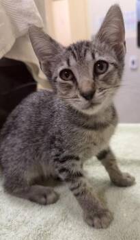 Elsa -  Domestic Short Hair Cat for Adoption in Honolulu, Hawaii - Elsa | PetCurious