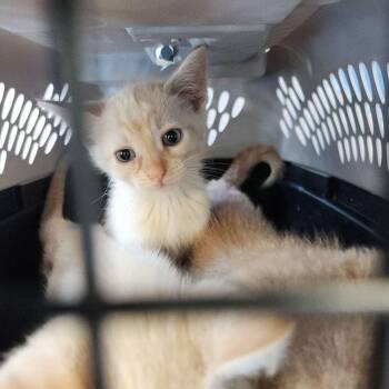 Ziggy -  Domestic Short Hair Cat for Adoption in Kingman, Arizona - Ziggy | PetCurious