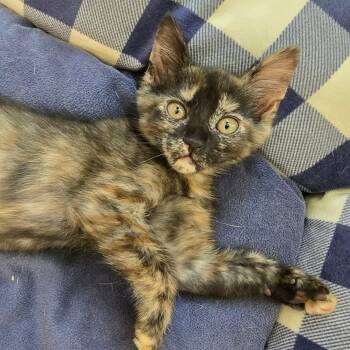 Wendy -  Tortoiseshell and Domestic Short Hair Cat for Adoption in San Antonio, Texas - Wendy | PetCurious