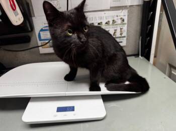 Pacino -  Domestic Short Hair Cat for Adoption in Shelbyville, Tennessee - Pacino | PetCurious