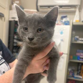 F150 -  Domestic Short Hair Cat for Adoption in Pekin, Illinois - F150 | PetCurious