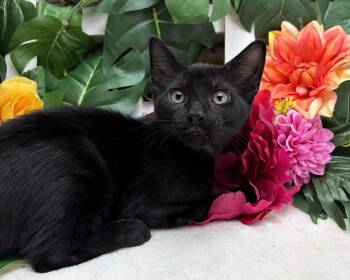 Brooklyn -  Domestic Short Hair Cat for Adoption in Ocean Springs, Mississippi - Brooklyn | PetCurious