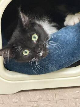 Domestic Long Hair Cats Available for Adoption - Machine Girl | PetCurious