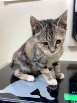 Rescue Domestic Short Hair Cats for Adoption in West Chester, Pennsylvania - Lynn | PetCurious