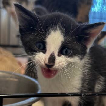 Rescue Domestic Short Hair Cats for Adoption in Clarksdale, Mississippi - Oliver | PetCurious