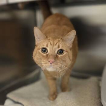 Rescue Domestic Short Hair Cats for Adoption in Westland, Michigan - Hardee | PetCurious