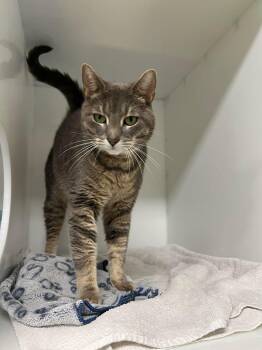 Billy -  Domestic Short Hair Cat for Adoption in Delson, Quebec - Billy | PetCurious