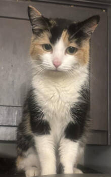 Rescue Domestic Short Hair Cats for Adoption in Augusta, Georgia - Khaleesi | PetCurious