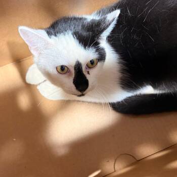 Diamond -  Domestic Short Hair Cat for Adoption in Tampa, Florida - Diamond | PetCurious
