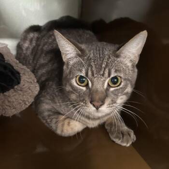 Domestic Short Hair Cats Available for Adoption - MINK | PetCurious