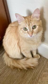 Domestic Medium Hair Cats Available for Adoption in Chandler, Arizona - Rustie Wigglebottom | PetCurious