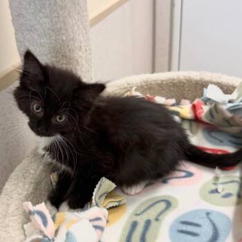 Domestic Long Hair Cats Available for Adoption in Naperville, Illinois - Bondi | PetCurious