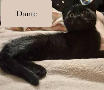 Dante -  Domestic Short Hair Cat for Adoption in Chalfont, Pennsylvania - Dante | PetCurious