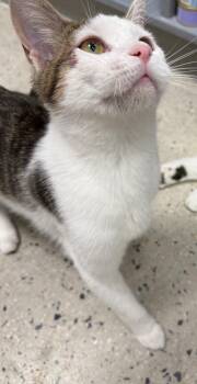 Domestic Short Hair Cats Available for Adoption in Camp Hill, Pennsylvania - Flynn | PetCurious