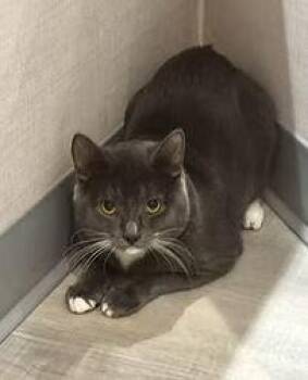 Domestic Short Hair Cats Available for Adoption in Georgina, Ontario - Hernandez | PetCurious