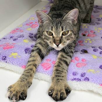 Teeny -  Domestic Short Hair Cat for Adoption in Cumming, Georgia - Teeny | PetCurious