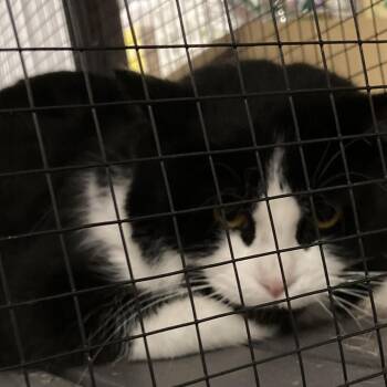 Domestic Short Hair Cats Available for Adoption - Winkels | PetCurious