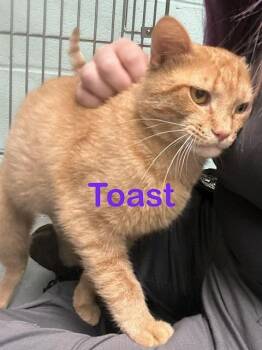 TOAST -  Domestic Short Hair Cat for Adoption in New Bern, North Carolina - TOAST | PetCurious