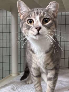 Outlaws - Miranda (boisterous, playful) -  Domestic Short Hair Cat for Adoption in Jefferson, New Jersey - Outlaws - Miranda (boisterous, Playful) | PetCurious