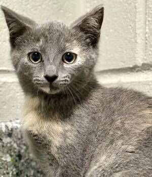 Princess Bubblegum -  Domestic Short Hair Cat for Adoption in Jackson, Michigan - Princess Bubblegum | PetCurious