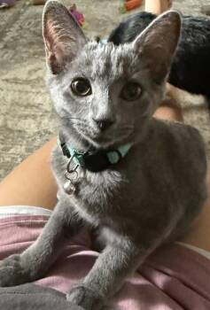 LOU -  Domestic Short Hair Cat for Adoption in Westminster, Maryland - LOU | PetCurious