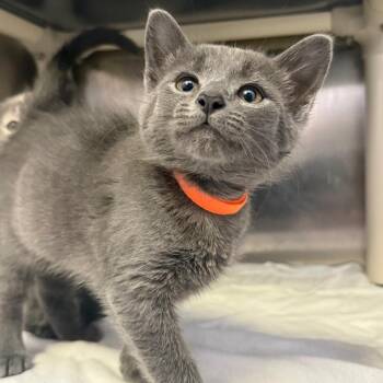 Gordy -  American Shorthair Cat for Adoption in Asheville, North Carolina - Gordy | PetCurious