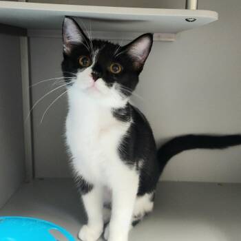 Italian -  Domestic Short Hair Cat for Adoption in Columbus, North Carolina - Italian | PetCurious
