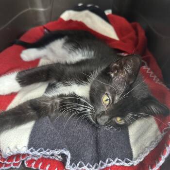 Domestic Short Hair Cats Available for Adoption in Powdersville, South Carolina - Juniper | PetCurious