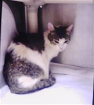 HADLEY -  Domestic Short Hair Cat for Adoption in Charlotte, North Carolina - HADLEY | PetCurious