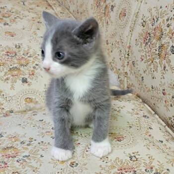 Zip -  Domestic Short Hair Cat for Adoption in Incline Village, Nevada - Zip | PetCurious