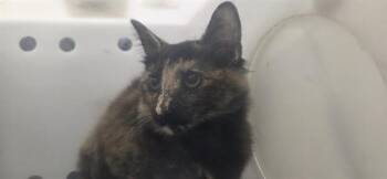 CHARA -  Domestic Medium Hair Cat for Adoption in Rowlett, Texas - CHARA | PetCurious