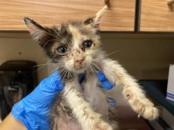 Rescue Domestic Short Hair Cats for Adoption in Modesto, California - KRAMER | PetCurious