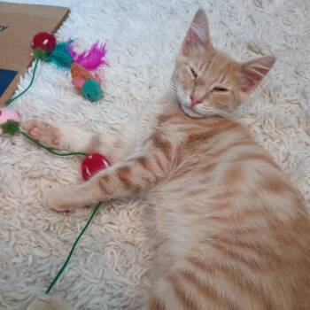 Kolo -  Domestic Medium Hair Cat for Adoption in Vallejo, California - Kolo | PetCurious