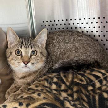 Buckee -  Domestic Short Hair Cat for Adoption in Sarasota, Florida - Buckee | PetCurious