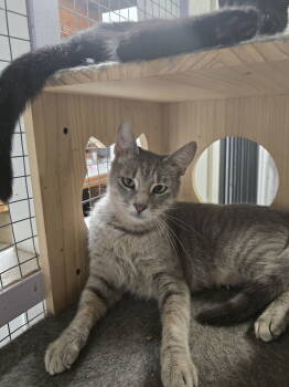 Rescue Domestic Short Hair Cats for Adoption in Franklin Township, New Jersey - Capri | PetCurious