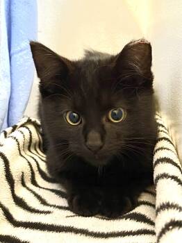 Kelpie -  Domestic Short Hair Cat for Adoption in Ottawa, Ontario - Kelpie | PetCurious