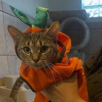 Rescue Tabby Cats for Adoption - Rumi CM 4/24 | PetCurious
