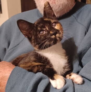 Rescue Tortoiseshell and Domestic Short Hair Cats for Adoption in San Jose, California - Ella | PetCurious