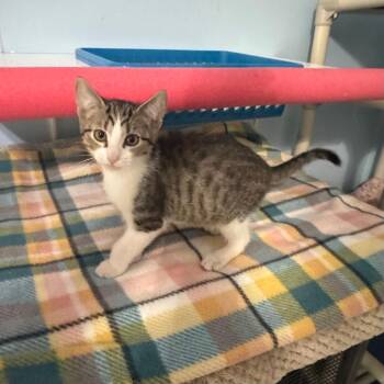 Domestic Short Hair Cats Available for Adoption in Brownsboro, Alabama - Charlie Brown | PetCurious